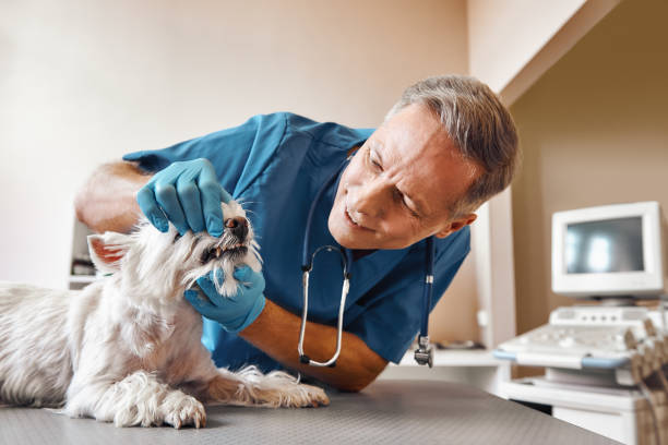 Best Same-Day Emergency Dental Services in New Concord, OH